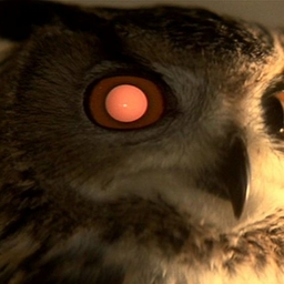 Avatar of user Gameix