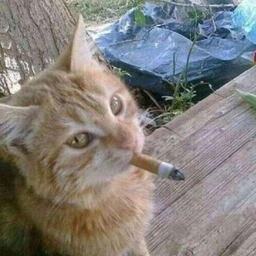 Avatar of user Smillz