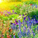 Avatar of user WistyBlooms