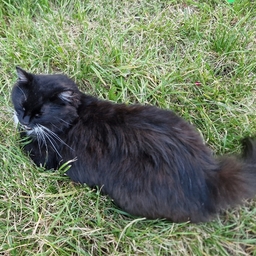 Avatar of user bueno_gatoino