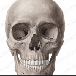 Avatar of user skull54