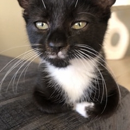 Avatar of user Ameliagg