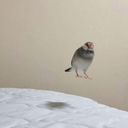 Avatar of user yito ☮