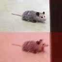 Avatar of user yito ☮