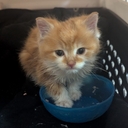 Avatar of user Elijahthefish