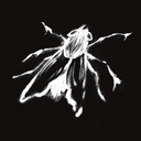 Avatar of user Fly On The Wall