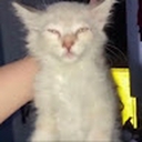 Avatar of user Chaserr